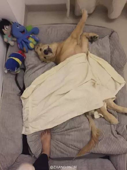 睡相最差的狗狗,狗狗睡狗窝和睡地板的区别