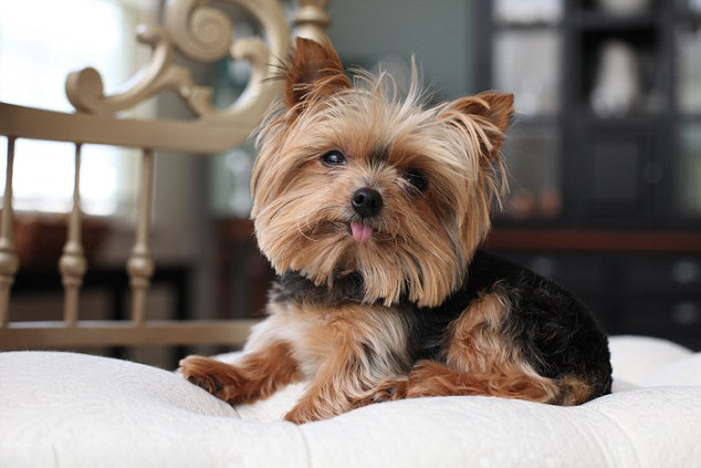 世界上最强壮的健美运动先生,世上最小健美先生