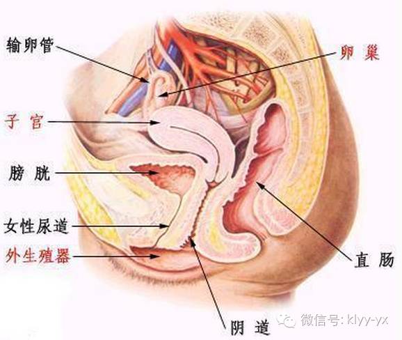 产后保健尴尬！产后竟有这么多尴尬，你中枪了吗？