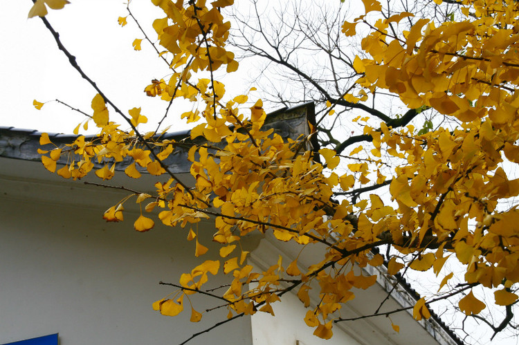 长沙的秋天去哪了,长沙秋天合适去的地方