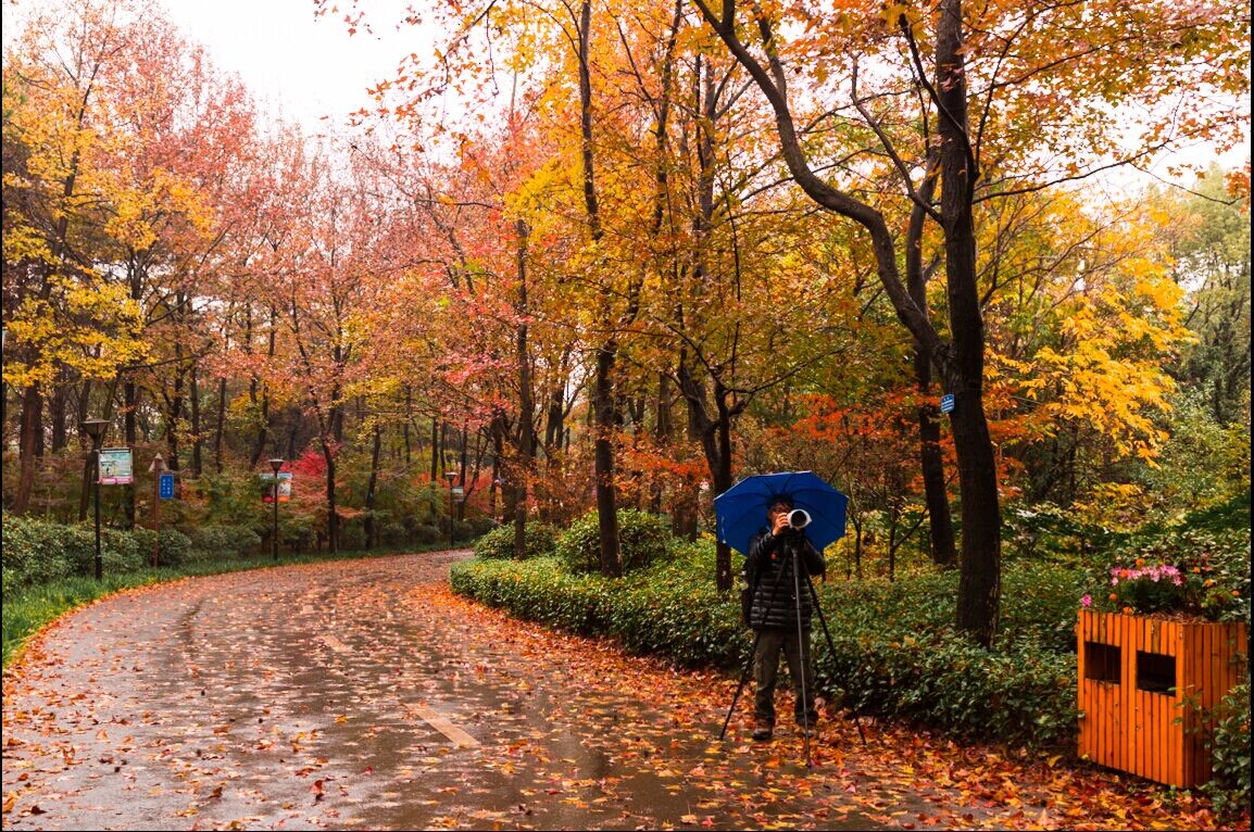 长沙的秋天去哪了,长沙秋天合适去的地方