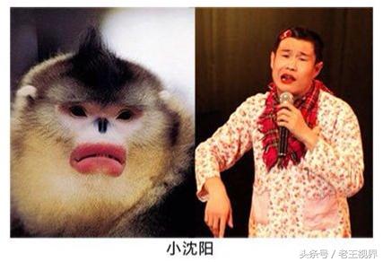 盘点明星养的动物,盘点最火的动物明星