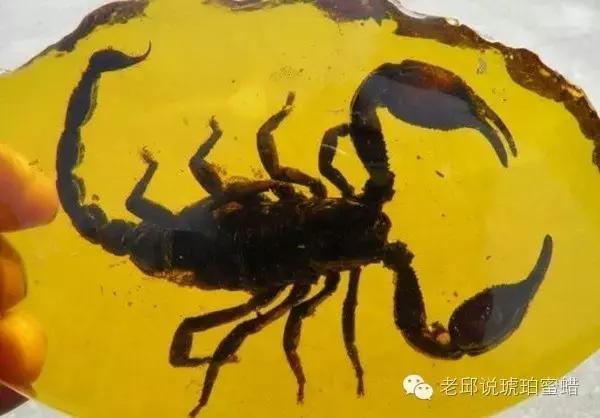 鎭掑疄鑰侀偙,鎭掑疄鐞ョ弨鑰侀偙鐩存挱