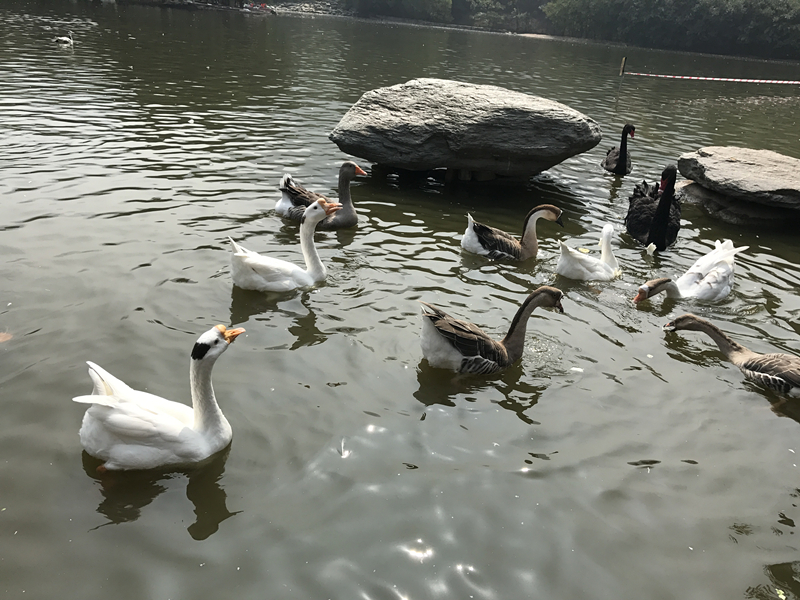 iphone7全系列解析,如期而至是什么意思