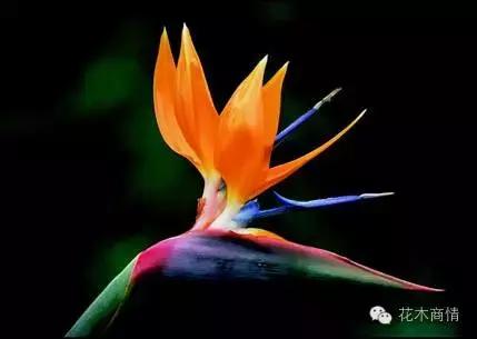 你是苗木“老司机”？这些名字好听又漂亮的花木你认识几种？