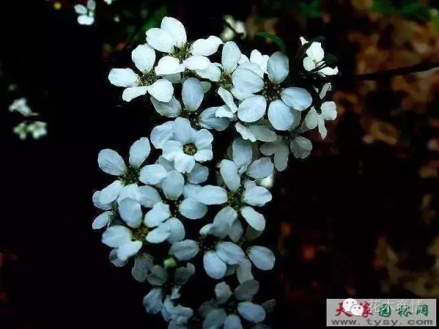 你是苗木“老司机”？这些名字好听又漂亮的花木你认识几种？