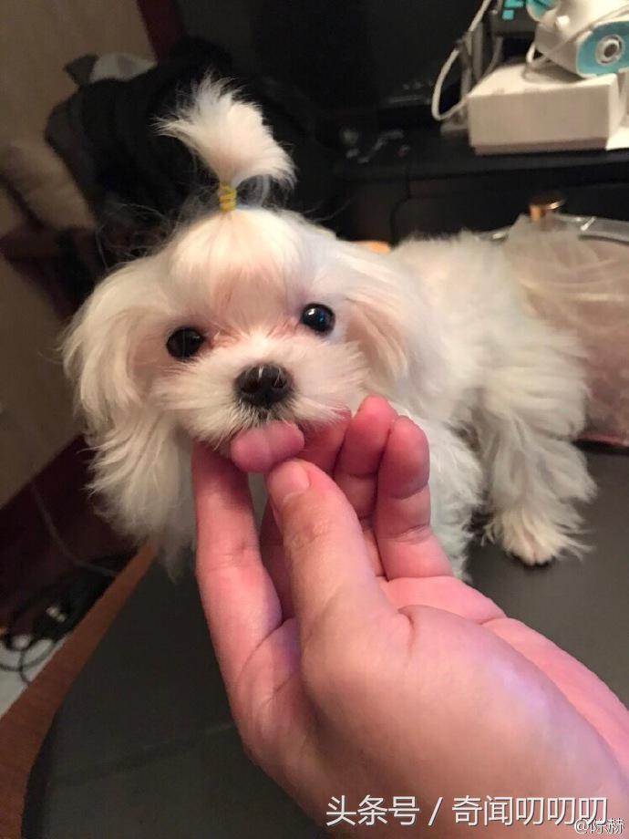 陈赫官宣生二胎了吗,陈赫官宣二胎告捷了吗