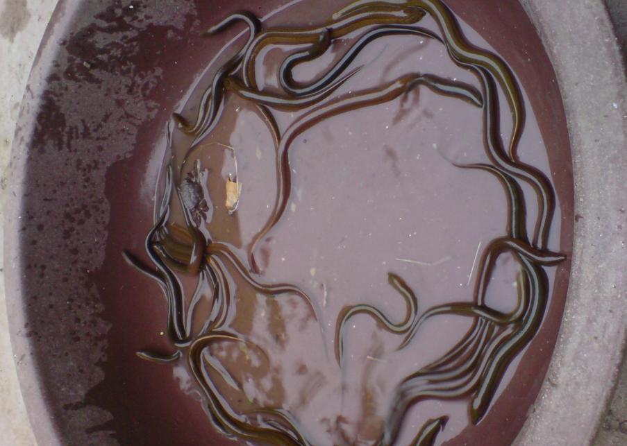 教你抓泥鳅黄鳝,手抓黄鳝技巧教学