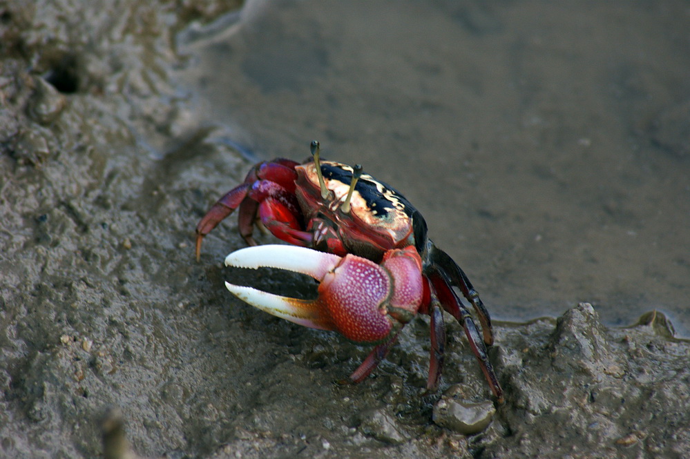 那些年的神级狗狗,那些年养过的电子宠物