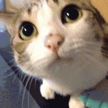 猫粮推荐最好的,2岁的猫咪合适吃什么猫粮