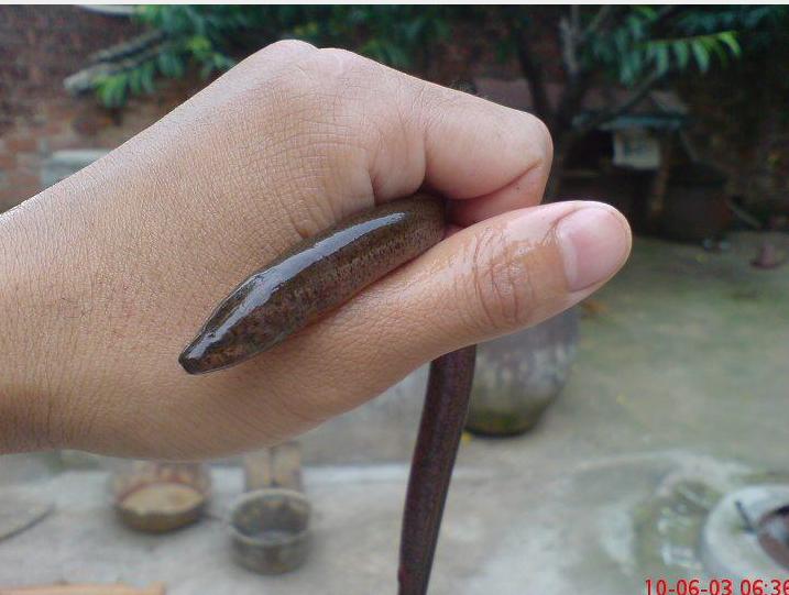 教你抓泥鳅黄鳝,手抓黄鳝技巧教学