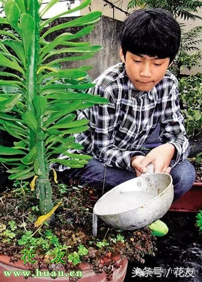 浇花的正确方法和技巧,浇花技巧大全