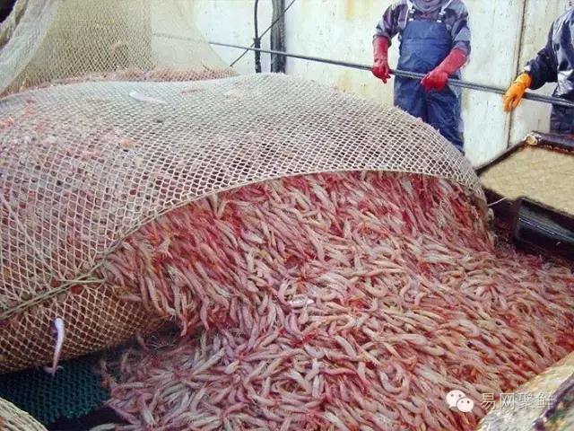 海鲜陆冻和船冻,船冻海鲜好还是鲜活海鲜好