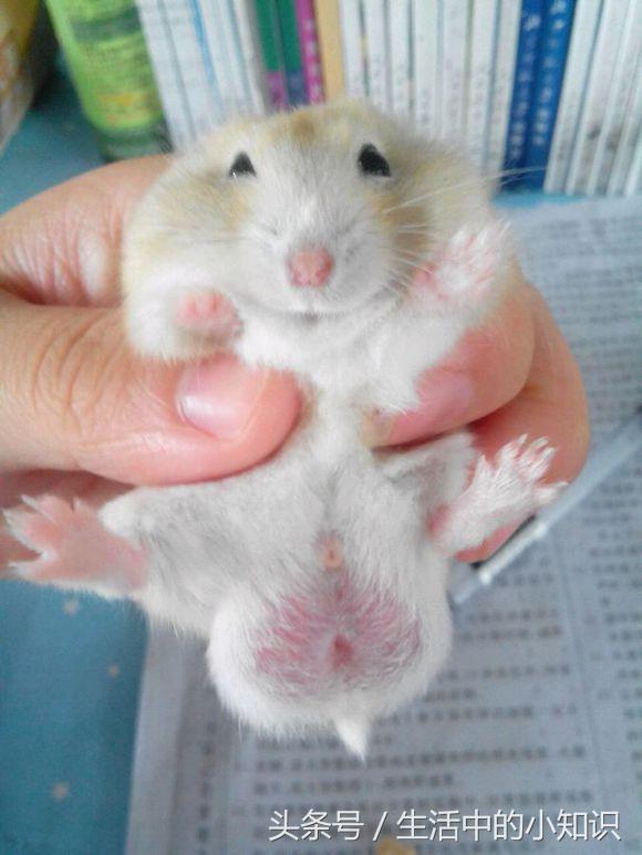 怎样分辨仓鼠的公母图片,怎样分辨仓鼠的公母是银狐品种