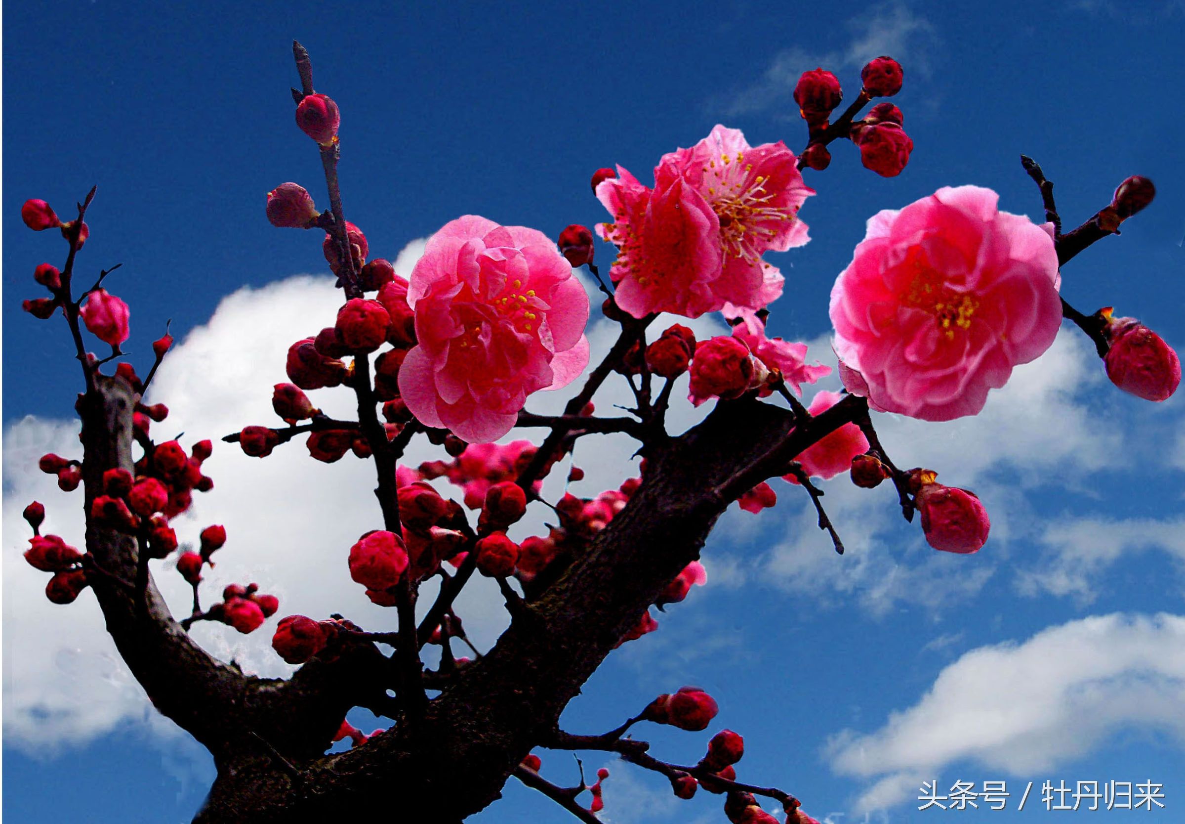 中国的十大国花中有没有彼岸花,十大国花是哪几种花