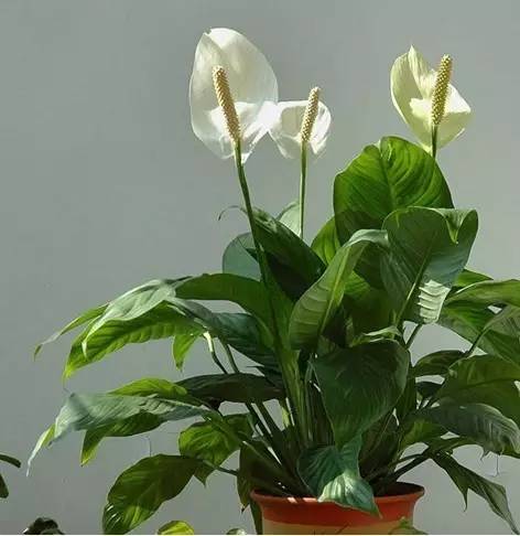 合适在家养有发财寓意的植物,客厅放什么植物寓意好又好养