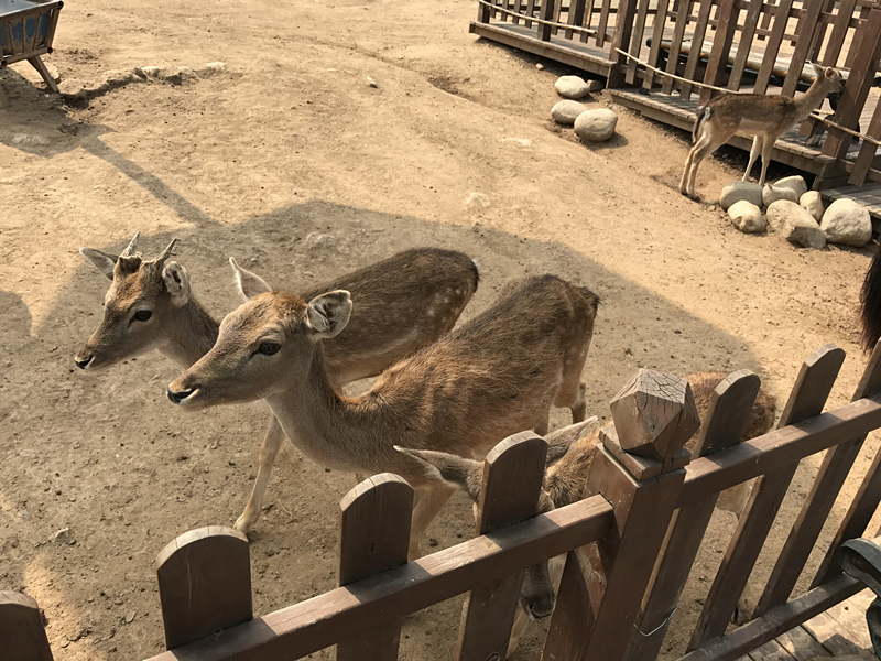 iphone7全系列解析,如期而至是什么意思