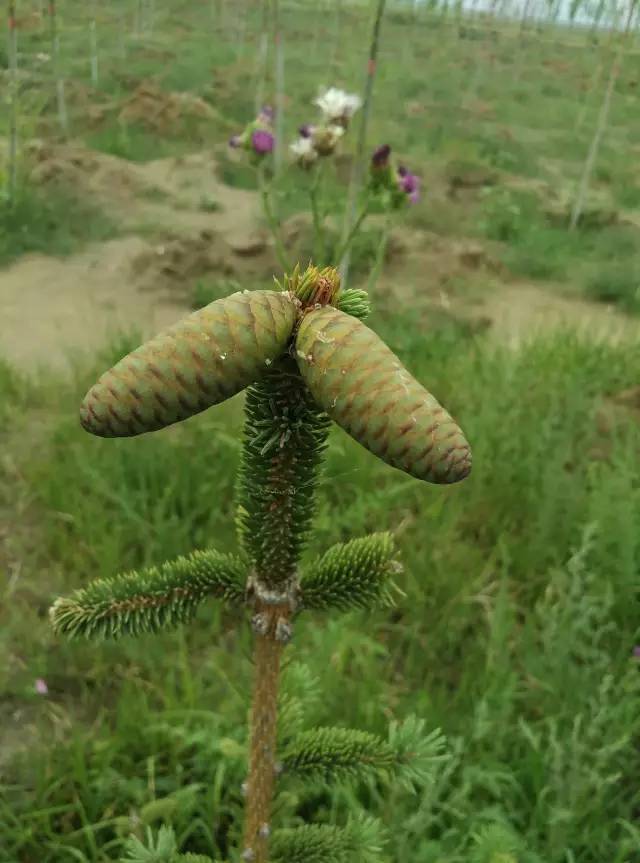 自驾川西带金毛,长途自驾带金毛