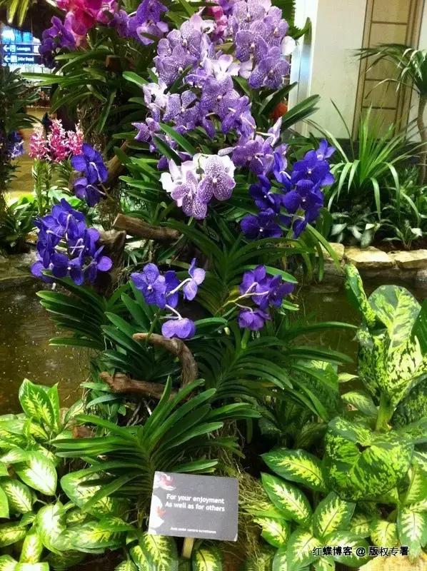 新加坡樟宜国际机场值得买什么,新加坡樟宜机场逛吃买攻略