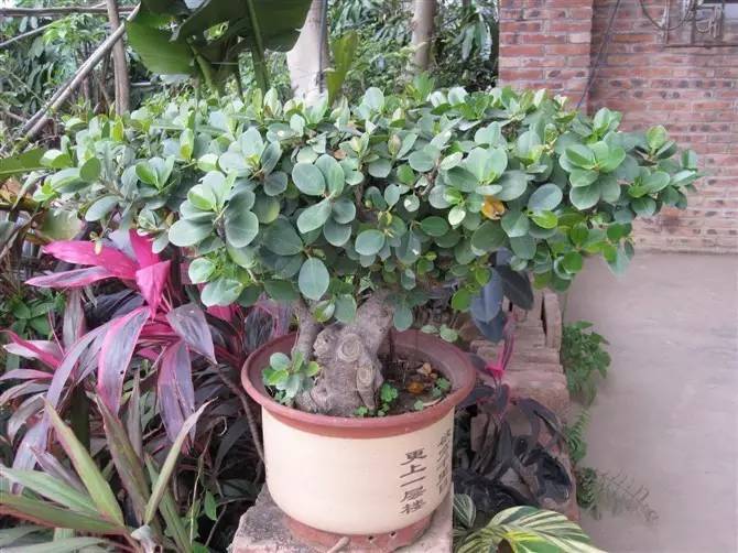 合适在家养有发财寓意的植物,客厅放什么植物寓意好又好养