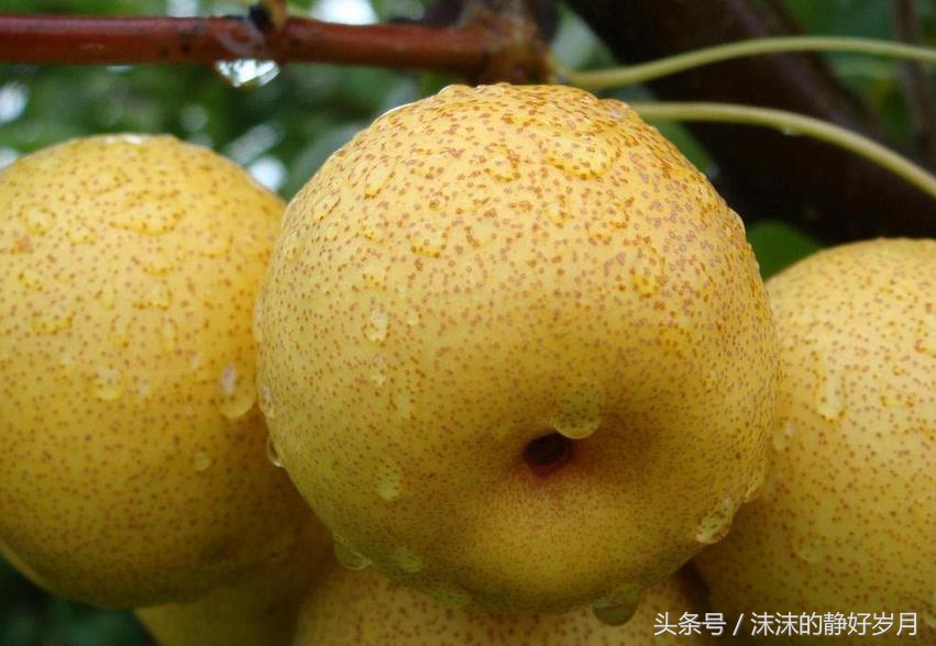 孕妈最适宜吃的秋季水果,秋天到了孕妇合适吃哪些水果