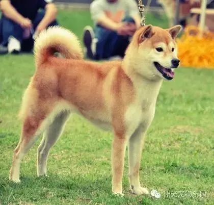 养全部宠物狗,合适在家养的狗狗还不掉毛