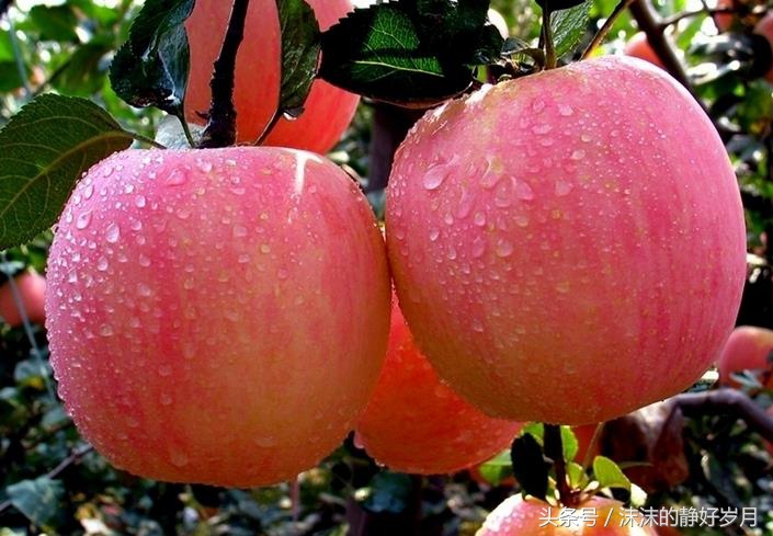 孕妈最适宜吃的秋季水果,秋天到了孕妇合适吃哪些水果