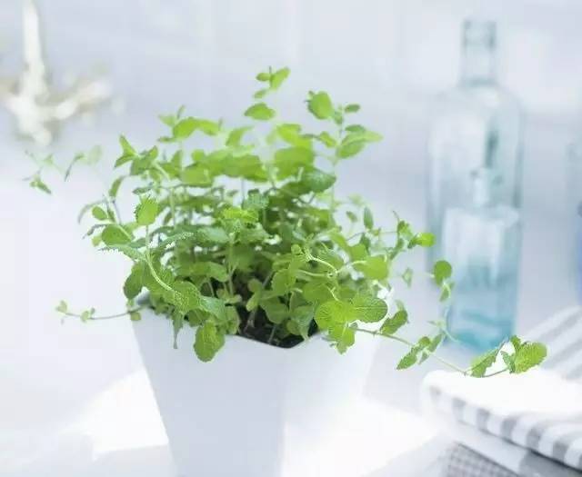 家里养的薄荷怎么吃,养的薄荷能做什么