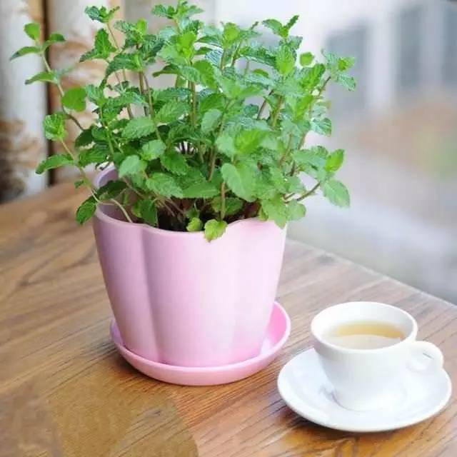家里养的薄荷怎么吃,养的薄荷能做什么