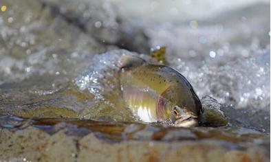 大马哈鱼为什么要洄游,大马哈鱼洄游的原因