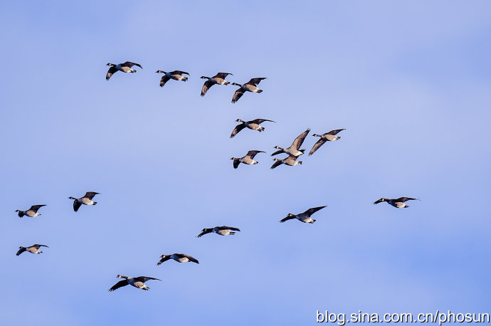 加拿大大雁泛滥成灾 (人类与大雁和谐共处视频)
