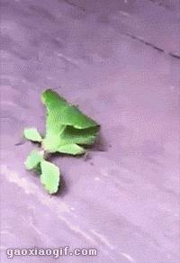 1分钟剥鸡蛋视频,1分钟快速剥鸡蛋方法