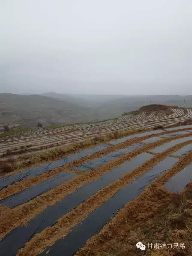 瑗垮拰鐧借妽,绉嶆鐧借妽鑷村瘜