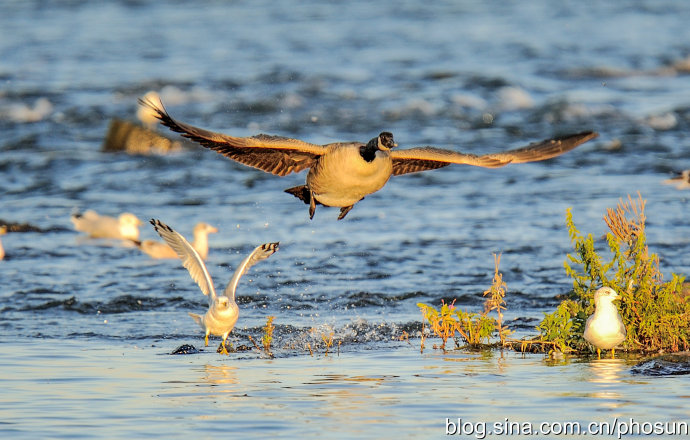 加拿大大雁泛滥成灾 (人类与大雁和谐共处视频)