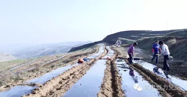 瑗垮拰鐧借妽,绉嶆鐧借妽鑷村瘜