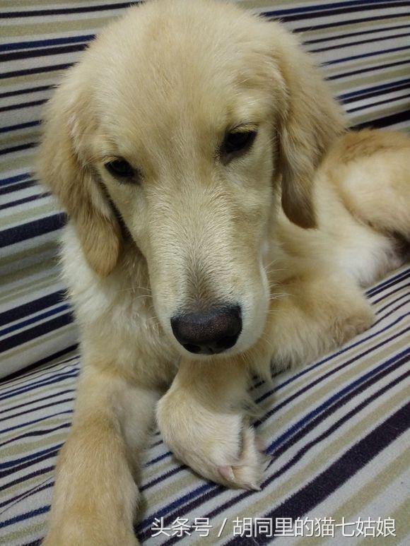 被领养的金毛躲在小角落里,被金毛尾随回家里