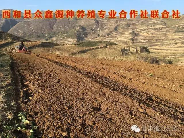 瑗垮拰鐧借妽,绉嶆鐧借妽鑷村瘜