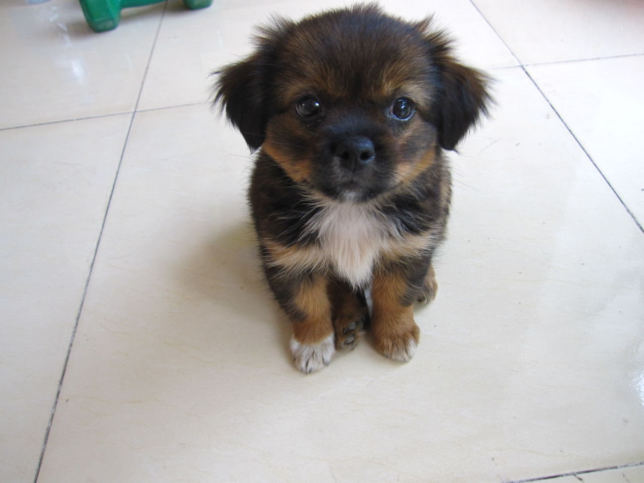 论狗狗的忠诚和地位,论中华田园犬的狗缘