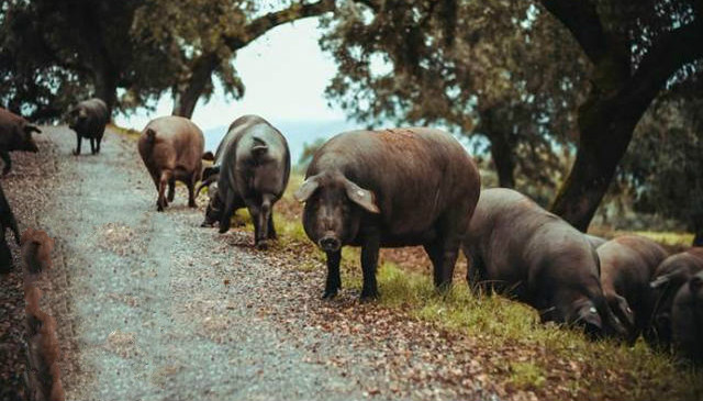 3000元1公斤的西班牙火腿配方、制作工艺揭秘！