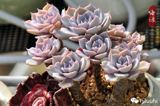 怎么能够这么美图片,漂亮韩国多肉