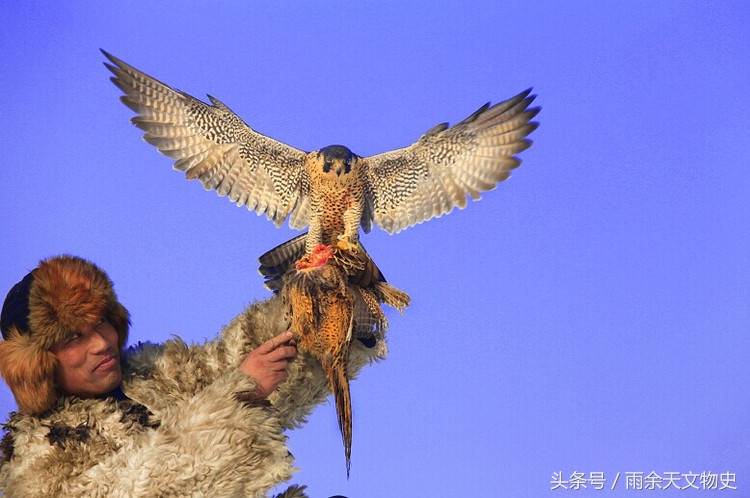 辽金天鹅玉雕,玉雕海东青