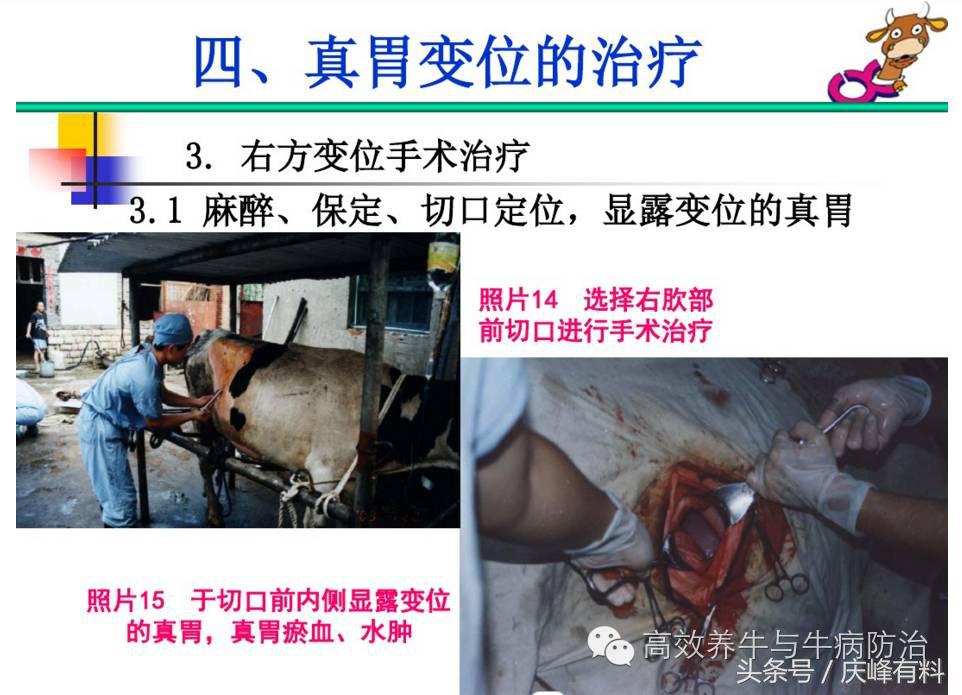 奶牛真胃扩张的症状治疗方法,奶牛皱胃左方变位治疗方法