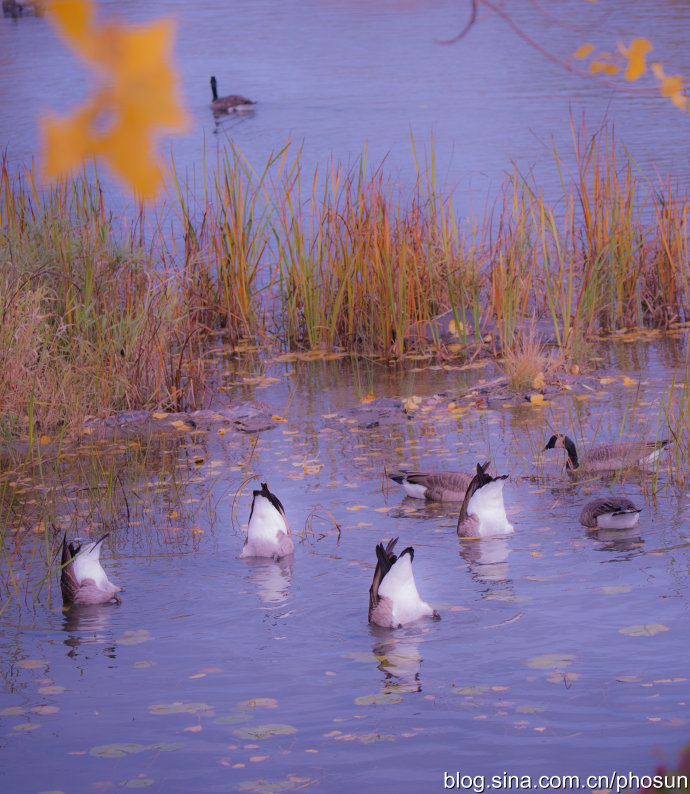 加拿大大雁泛滥成灾 (人类与大雁和谐共处视频)