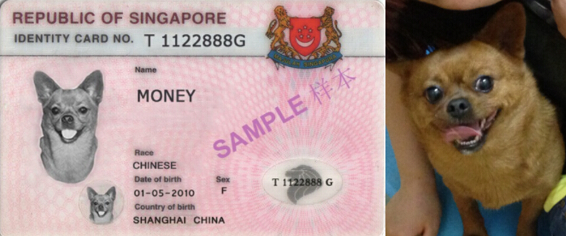 注意了！新加坡售出宠物狗前必须申领狗牌，另附最全汪星人英文名