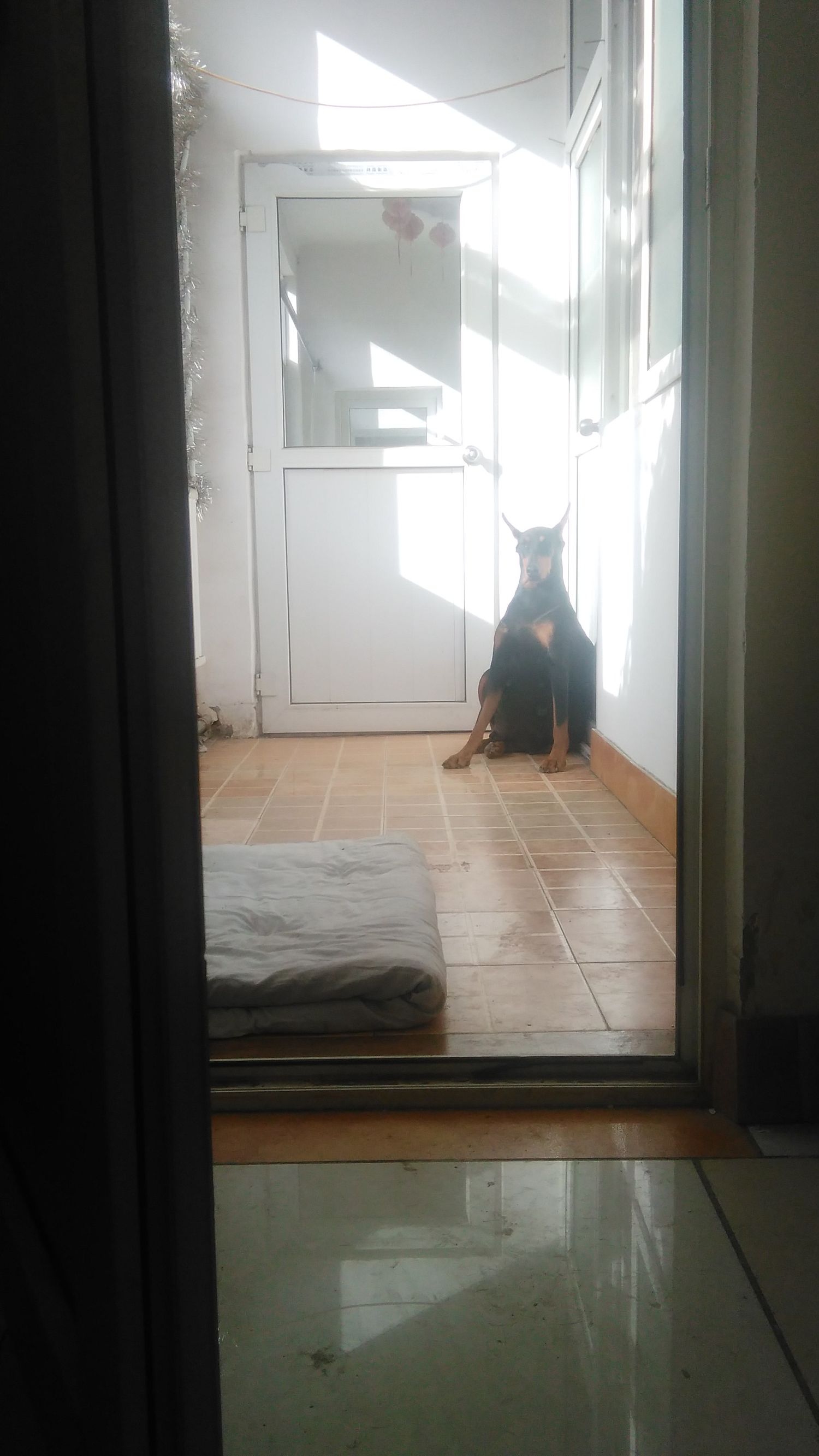 分享：母犬分娩那点儿事儿