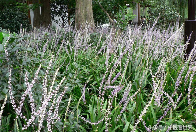 常见室内绿化植物大全,十种室内绿化的植物