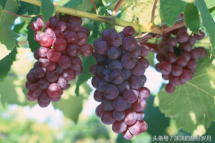 孕妈最适宜吃的秋季水果,秋天到了孕妇合适吃哪些水果