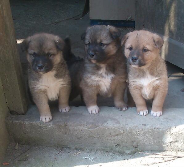 论狗狗的忠诚和地位,论中华田园犬的狗缘