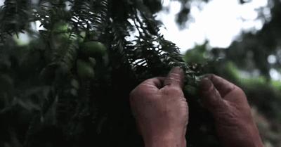 怎么吃香榧简单,香榧是圆榧好还是尖榧好