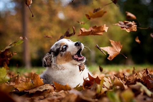 狗狗莫名其妙拉稀便血,狗狗莫名其妙